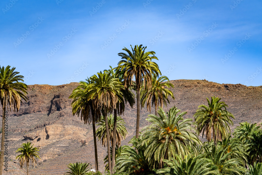 A lush green forest with palm trees and a mountain in the background A lush green forest with palm trees and a mountain in the background