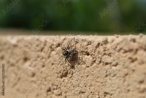 Petite araignée sur le muret d'une maison