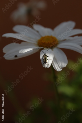 Insecte sur une fleur blanche