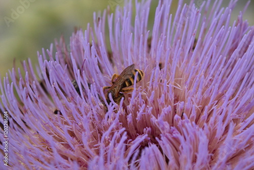 La pollinisation par les abeilles