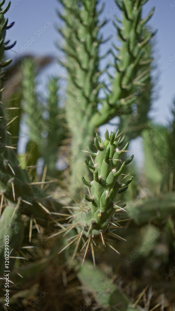 Green succulent cactus in daylight at lanzarote's cactus garden, canary islands, with sharp spines and a clear blue sky in the outdoor background. Green succulent cactus in daylight at lanzarote's cactus garden, canary islands, with sharp spines and a clear blue sky in the outdoor background.