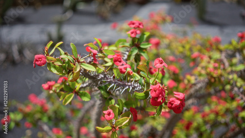 Euphorbia milii, also known as crown of thorns, thrives in lanzarote's cactus garden, showcasing its vibrant red flowers under the daylight.