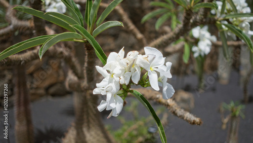 Pachypodium lamerei blooms in the cactus garden of lanzarote on a sunny day, showcasing white flowers and thick green leaves in the canary islands. photo