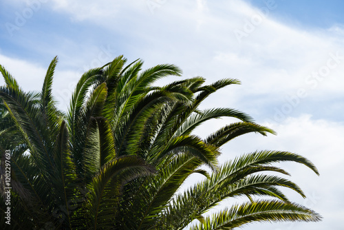 palm trees against blue cloudy sky