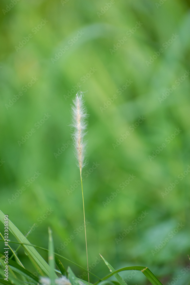 Tall Imperata Cylindrica Sharp Grass Swaying in the Wind in a Natural Landscape Tall Imperata Cylindrica Sharp Grass Swaying in the Wind in a Natural Landscape