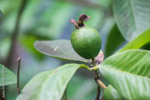 Psidium Guajava Guava Fruit on Tree with Lush Green Leaves in Tropical Garden photo