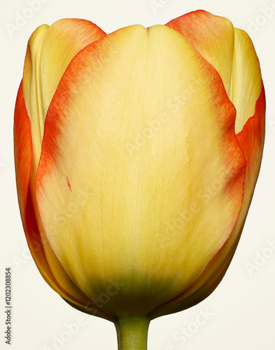 Vibrant Yellow and Red Tulip Close-Up photo