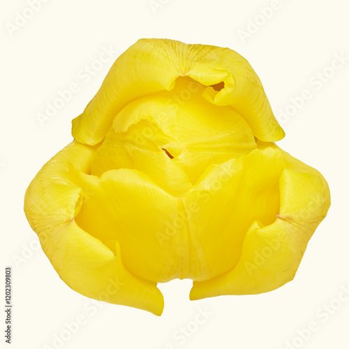 Vibrant Yellow Tulip Blossom photo