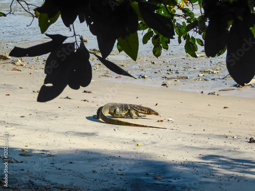 Large Asian monitor lizard walks across sandy beach in Penang National Park, Malaysia, Southeast Asia. Long tail trails behind it. Overhanging branches and leaves create exotic tropical atmosphere photo