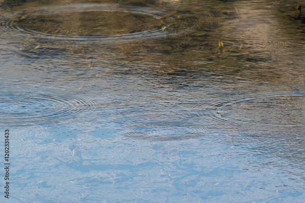 Obraz premium Round droplets of water over circles on the lake water. Water drop, whirl and splash. Ripples on sea texture pattern background. Fish get oxygen
