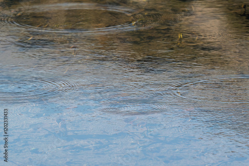 Round droplets of water over circles on the lake water. Water drop, whirl and splash. Ripples on sea texture pattern background. Fish get oxygen photo