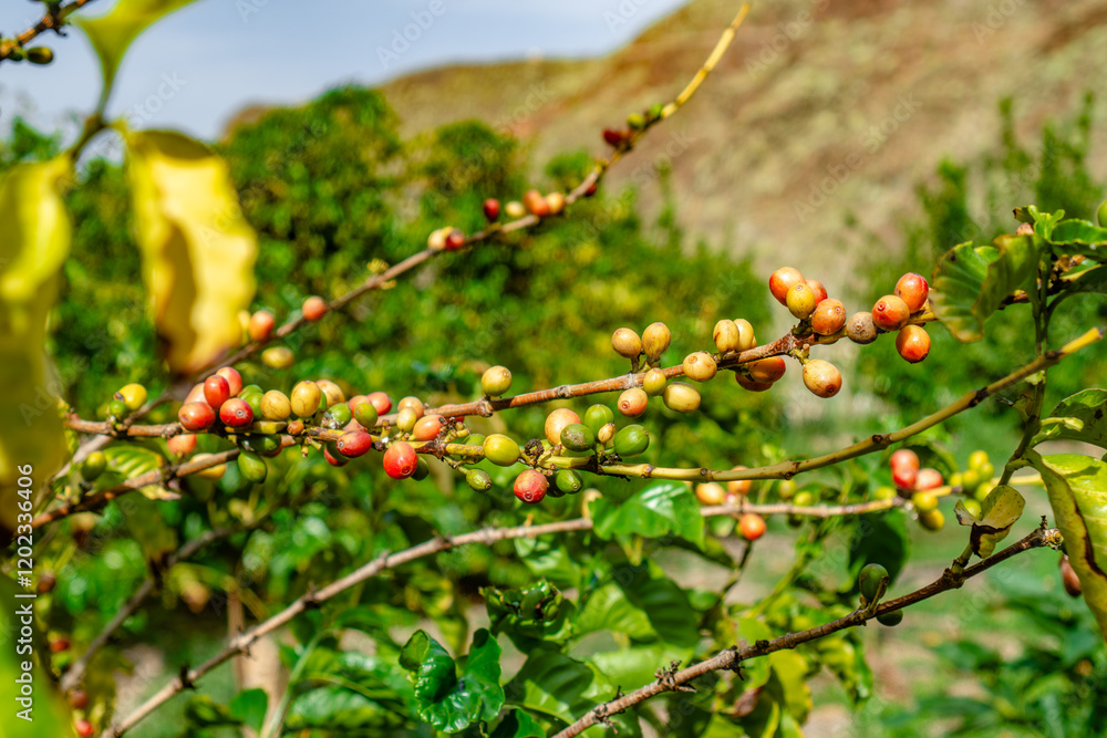 Fototapeta premium A bunch of green leaves with red berries hanging from them