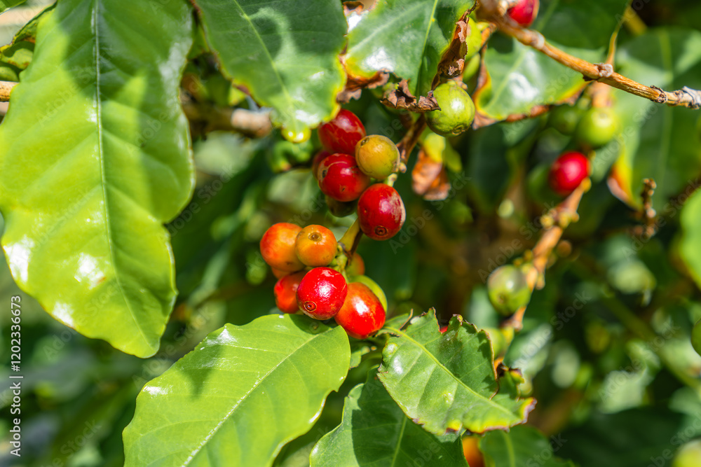 A bunch of red berries hanging from a tree A bunch of red berries hanging from a tree