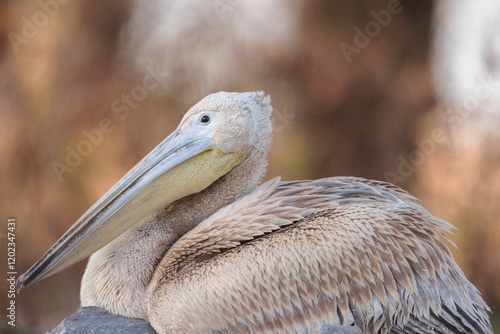 A graceful pelican with soft feathers perches peacefully along the water's edge. The golden light of sunset casts a warm glow on its form, creating a tranquil atmosphere filled with nature's beauty