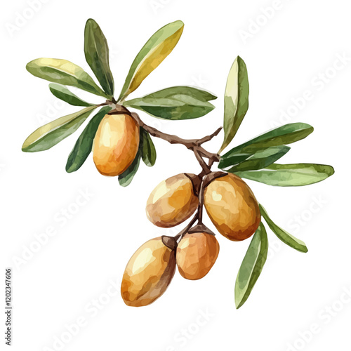 Watercolor argan nut isolated on a white background, argan nut, and leaves, vector illustration, branch of argan nut with leaves in watercolor style