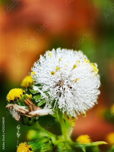 bee on dandelion photo