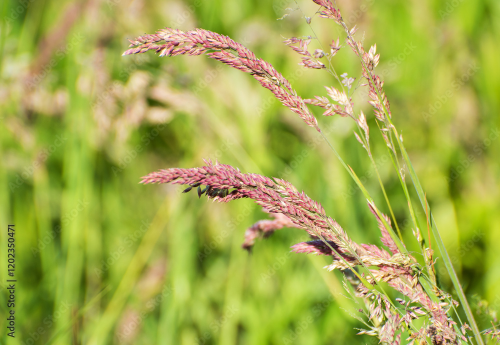 Wide-spread green grasses, Irish wild plant, Ireland Wide-spread green grasses, Irish wild plant, Ireland