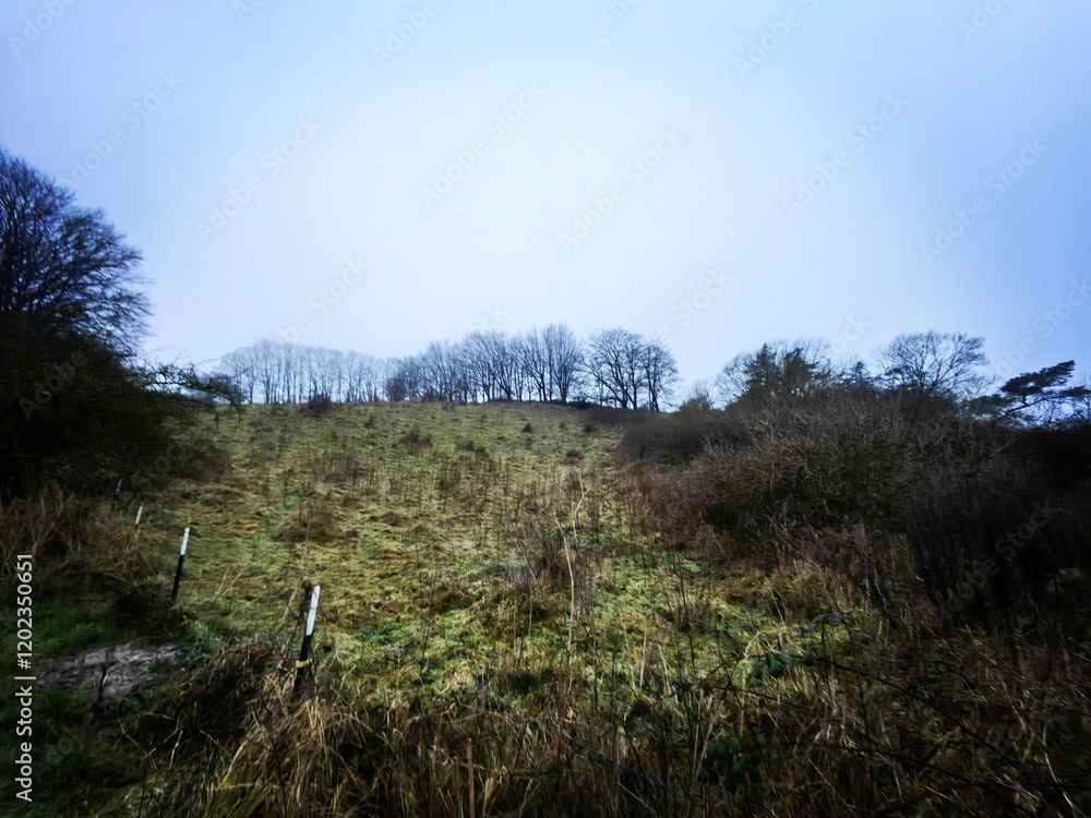 Obraz premium trees in the forest