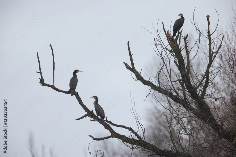 Three graceful birds rest on skeletal branches of a leafless tree, silhouetted against a soft, grey sky during the tranquil hours of dawn, creating a serene natural tableau Three graceful birds rest on skeletal branches of a leafless tree, silhouetted against a soft, grey sky during the tranquil hours of dawn, creating a serene natural tableau
