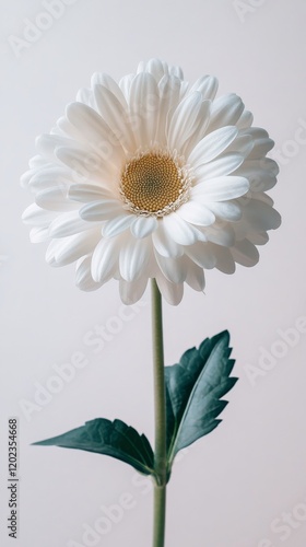 Beautiful white daisy blooming against a soft background with green leaves