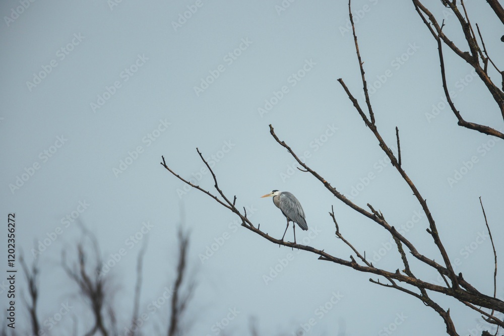 A solitary heron stands gracefully on a thin branch, silhouetted against a softly illuminated gray sky during dusk. The serene atmosphere reflects the calm of nature A solitary heron stands gracefully on a thin branch, silhouetted against a softly illuminated gray sky during dusk. The serene atmosphere reflects the calm of nature