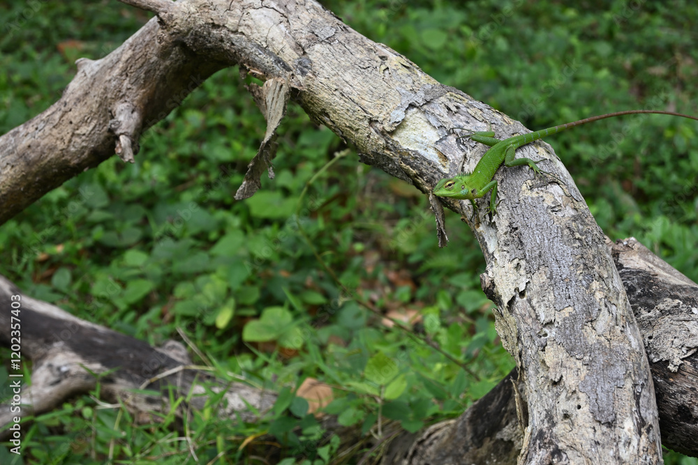 A curious common green forest lizard watching surrounding while sits on top of a fallen trunk A curious common green forest lizard watching surrounding while sits on top of a fallen trunk