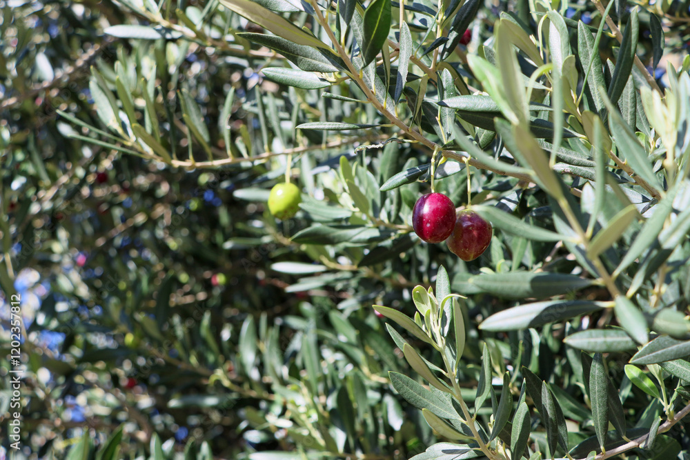 Fototapeta premium Close up of branch of olive tree with berries on it.