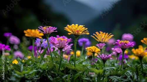 Colorful Zinnia flowers in a garden, mountain background, nature scene, ideal for greeting cards