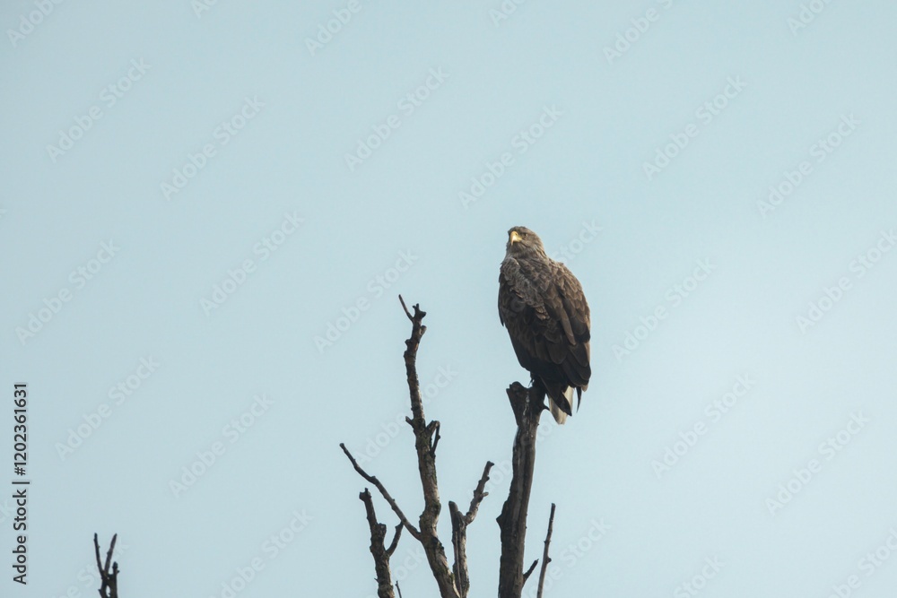 An eagle stands proudly on a leafless branch, surveying its surroundings with keen eyes An eagle stands proudly on a leafless branch, surveying its surroundings with keen eyes