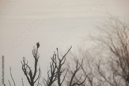 A striking bird stands atop a leafless tree, silhouetted against a gentle, muted sunrise. The tranquility of the early dawn surrounds this moment of nature's beauty, highlighting stillness photo