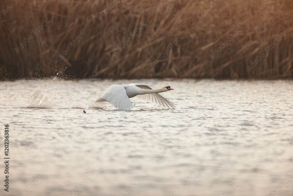 Fototapeta premium A majestic swan ascends from a shimmering lake, its wings spread wide against the backdrop of soft, golden hues. The water ripples gently, capturing the peaceful essence of dusk