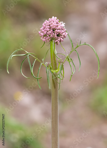 medicinal wild plants and flowers. pink and white flower photos.