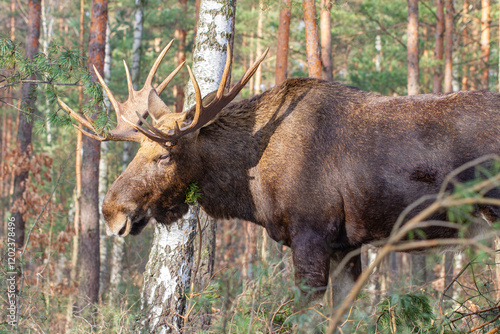 Fototapeta Naklejka Na Ścianę i Meble -  Łoś, moose, elk (Alces alces)