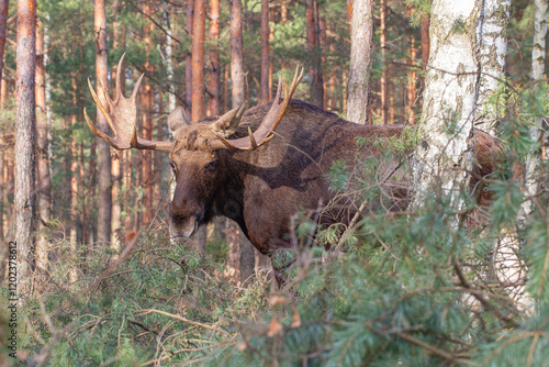 Fototapeta Naklejka Na Ścianę i Meble -  Łoś, moose, elk (Alces alces)