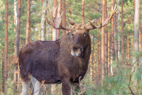 Fototapeta Naklejka Na Ścianę i Meble -  Łoś, moose, elk (Alces alces)