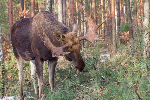 Fototapeta Naklejka Na Ścianę i Meble -  Łoś, moose, elk (Alces alces)