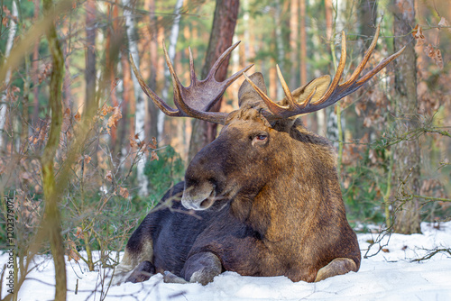 Fototapeta Naklejka Na Ścianę i Meble -  Łoś, moose, elk (Alces alces)