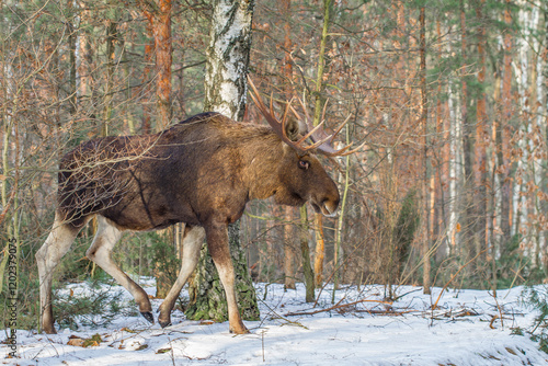 Fototapeta Naklejka Na Ścianę i Meble -  Łoś, moose, elk (Alces alces)