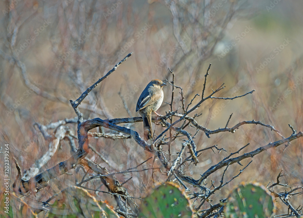 A Canyon Towhee in Desert Brush