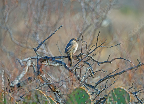 Obraz na płótnie A Canyon Towhee in Desert Brush w salonie