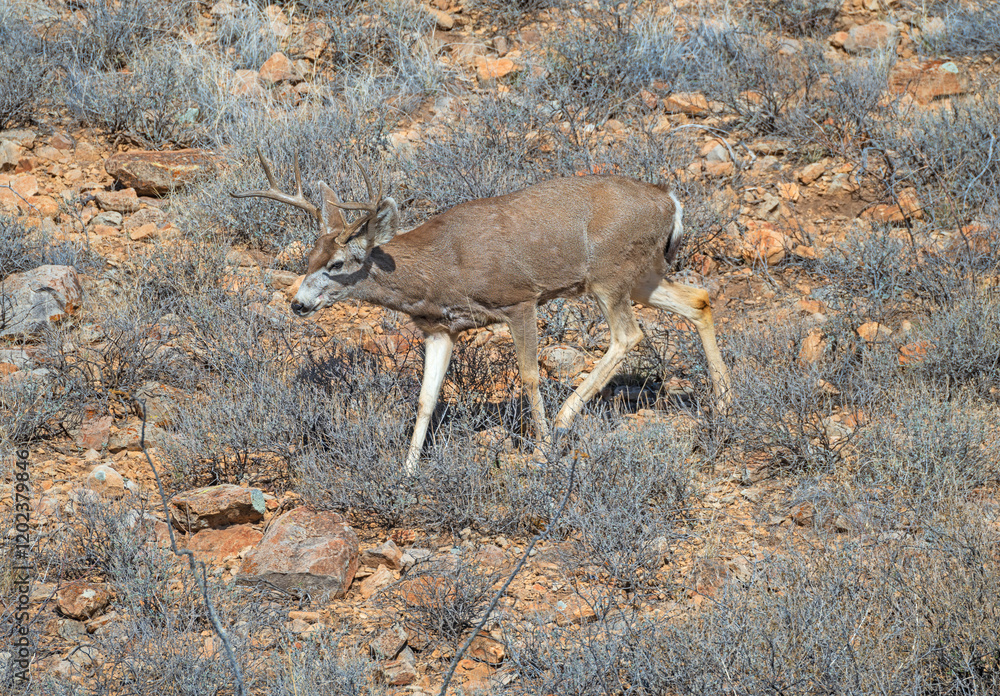 Mule Deer Wandering an Arid Mountainside