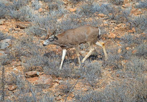 Obraz na płótnie Mule Deer Wandering an Arid Mountainside w salonie