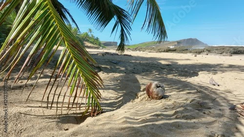On the Atlantic coast of Puerto Rico, a palm tree sways on the beach with waves crashing in the background.
