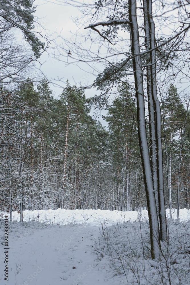 Iglasty, sosnowo świerkowy las zimą. Między drzewami jest gruntowa, leśna droga. Droga, ziemia, gałęzie rosnących po bokach drzew pokryte są grubą warstwą białego śniegu.
