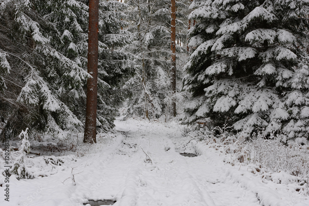 Iglasty, sosnowo świerkowy las zimą. Między drzewami jest gruntowa, leśna droga. Droga, ziemia, gałęzie rosnących po bokach drzew pokryte są grubą warstwą białego śniegu.