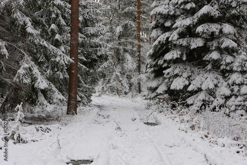 Obraz na płótnie Iglasty, sosnowo świerkowy las zimą. Między drzewami jest gruntowa, leśna droga. Droga, ziemia, gałęzie rosnących po bokach drzew pokryte są grubą warstwą białego śniegu. w salonie