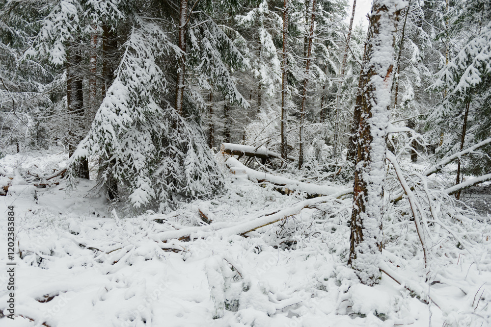 Iglasty, sosnowo świerkowy las zimą. Jest zima. Ziemia, gałęzie drzew pokryte są grubą warstwą białego śniegu.