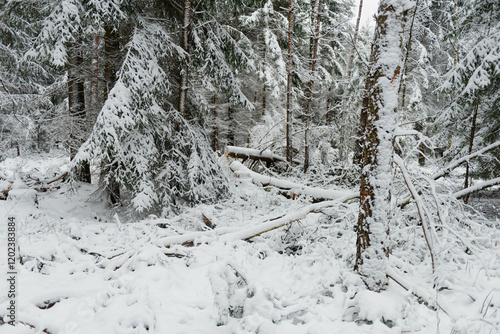 Obraz na płótnie Iglasty, sosnowo świerkowy las zimą. Jest zima. Ziemia, gałęzie drzew pokryte są grubą warstwą białego śniegu. w salonie