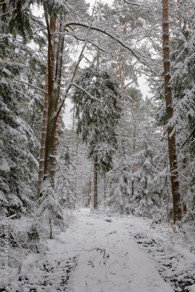 Iglasty, sosnowo świerkowy las zimą. Między drzewami jest gruntowa, leśna droga. Droga, ziemia, gałęzie rosnących po bokach drzew pokryte są grubą warstwą białego śniegu.