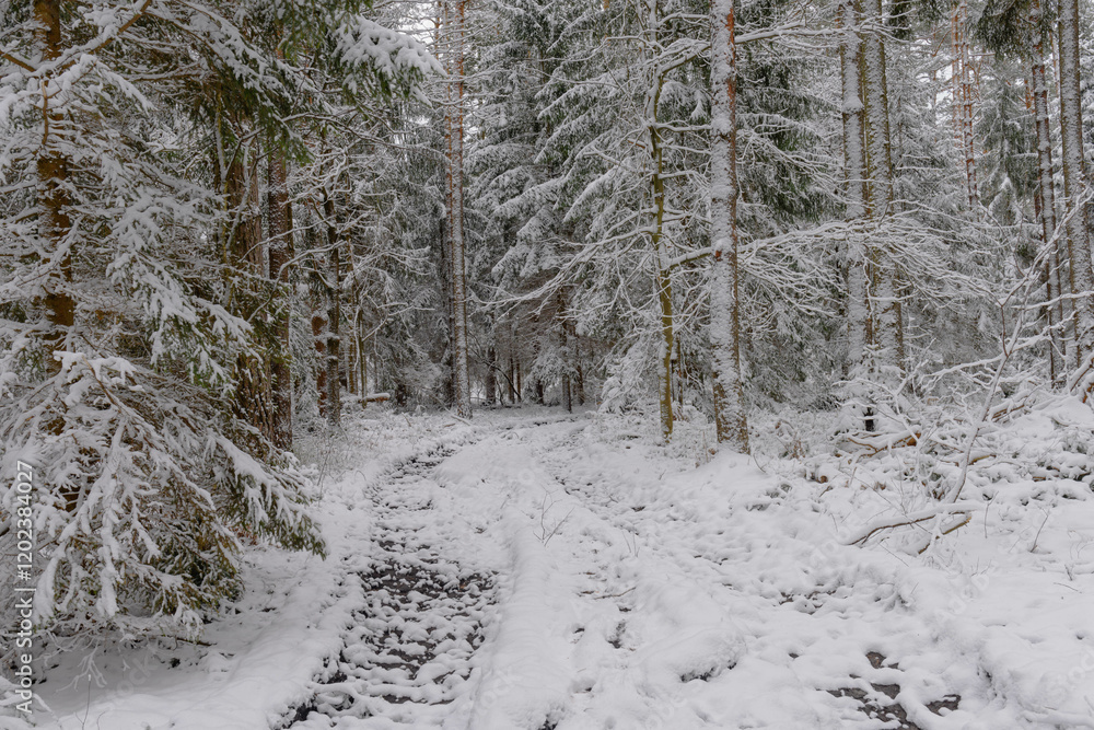 Iglasty, sosnowo świerkowy las zimą. Między drzewami jest gruntowa, leśna droga. Droga, ziemia, gałęzie rosnących po bokach drzew pokryte są grubą warstwą białego śniegu.